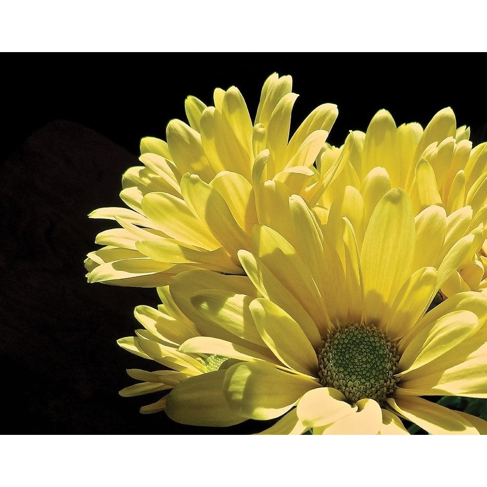 Yellow Daisy II Poster Print by Monika Burkhart Image 1