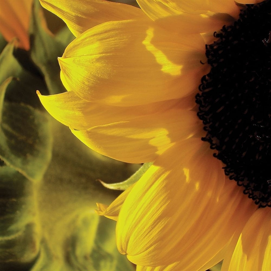 Sunlit Sunflowers VII Poster Print by Monika Burkhart Image 1