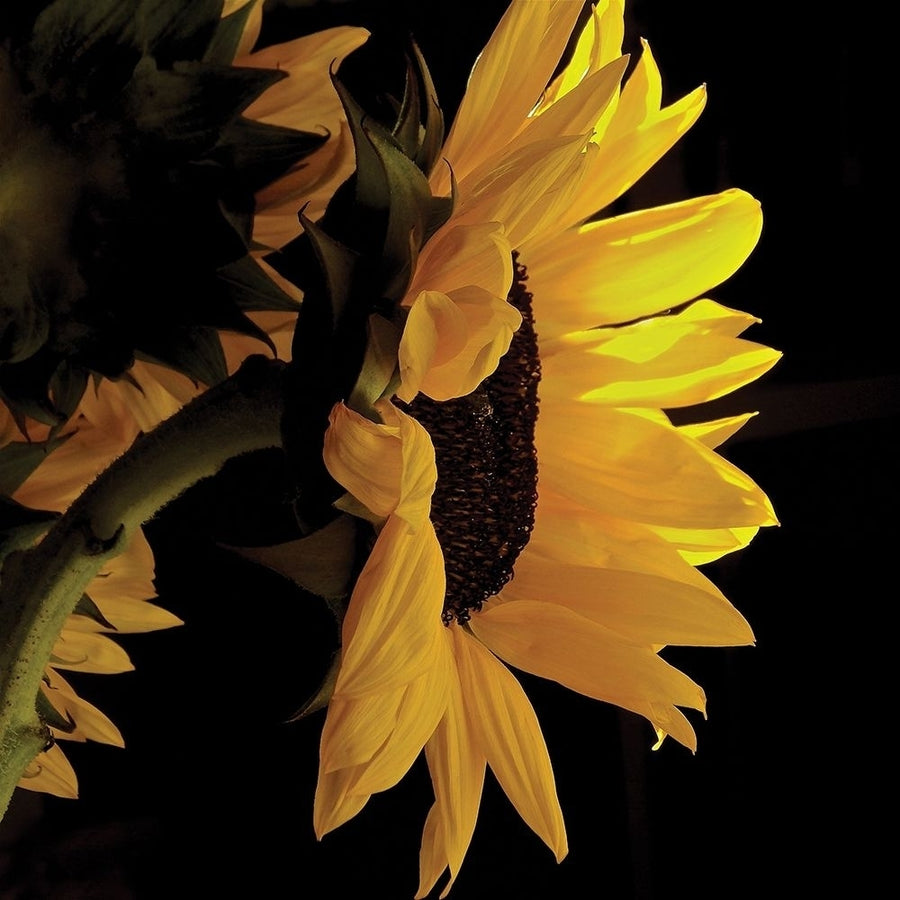 Sunlit Sunflowers VIII Poster Print by Monika Burkhart Image 1