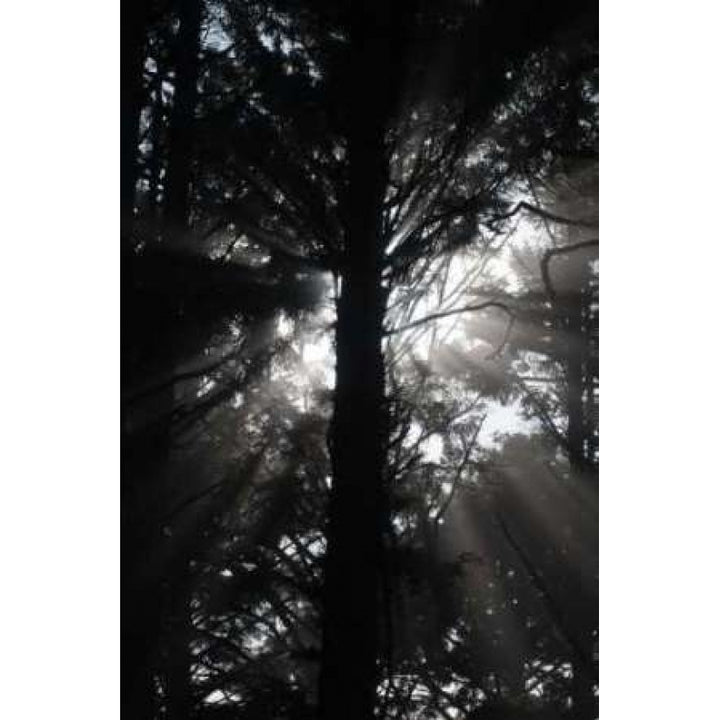 Light and Shadows I Poster Print by Erin Berzel Image 1