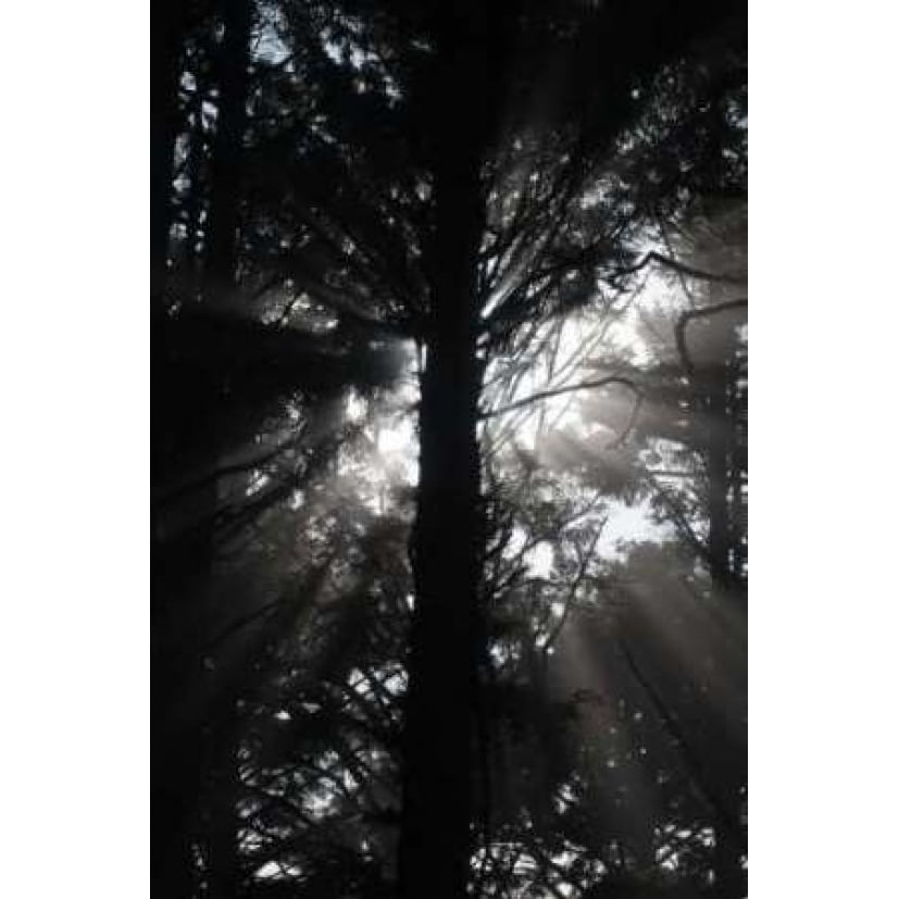 Light and Shadows I Poster Print by Erin Berzel Image 1