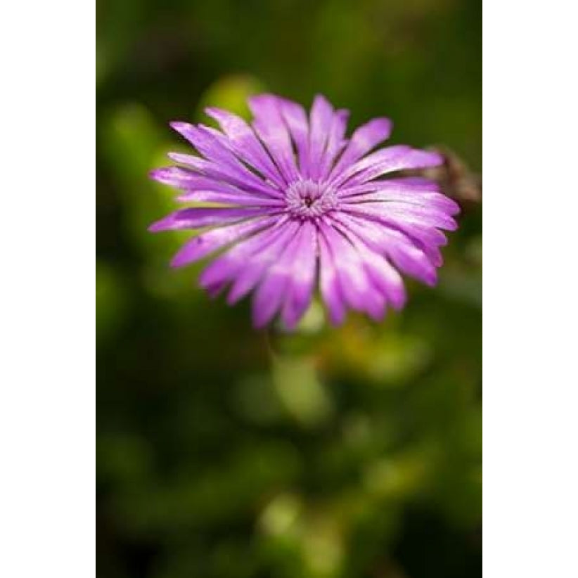 Purple Blossom Poster Print by Erin Berzel Image 2