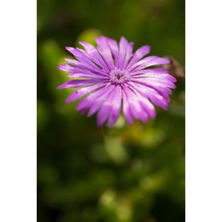 Purple Blossom Poster Print by Erin Berzel Image 1