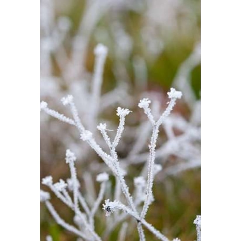 Winter Frost I Poster Print by Erin Berzel Image 1