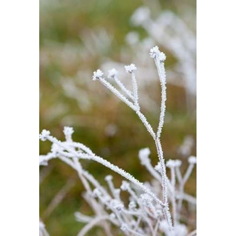 Winter Frost II Poster Print by Erin Berzel Image 1