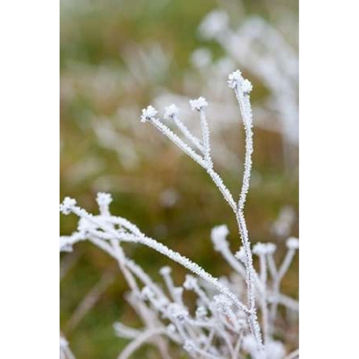 Winter Frost II Poster Print by Erin Berzel Image 2