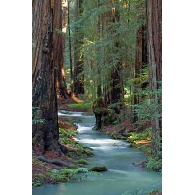 Redwood Forest IV Poster Print by Rita Crane Image 2