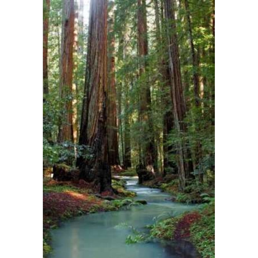 Redwood Forest III Poster Print by Rita Crane Image 2