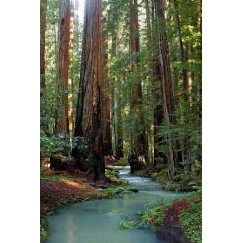 Redwood Forest III Poster Print by Rita Crane Image 1