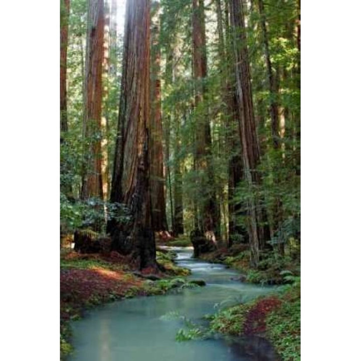 Redwood Forest III Poster Print by Rita Crane Image 1