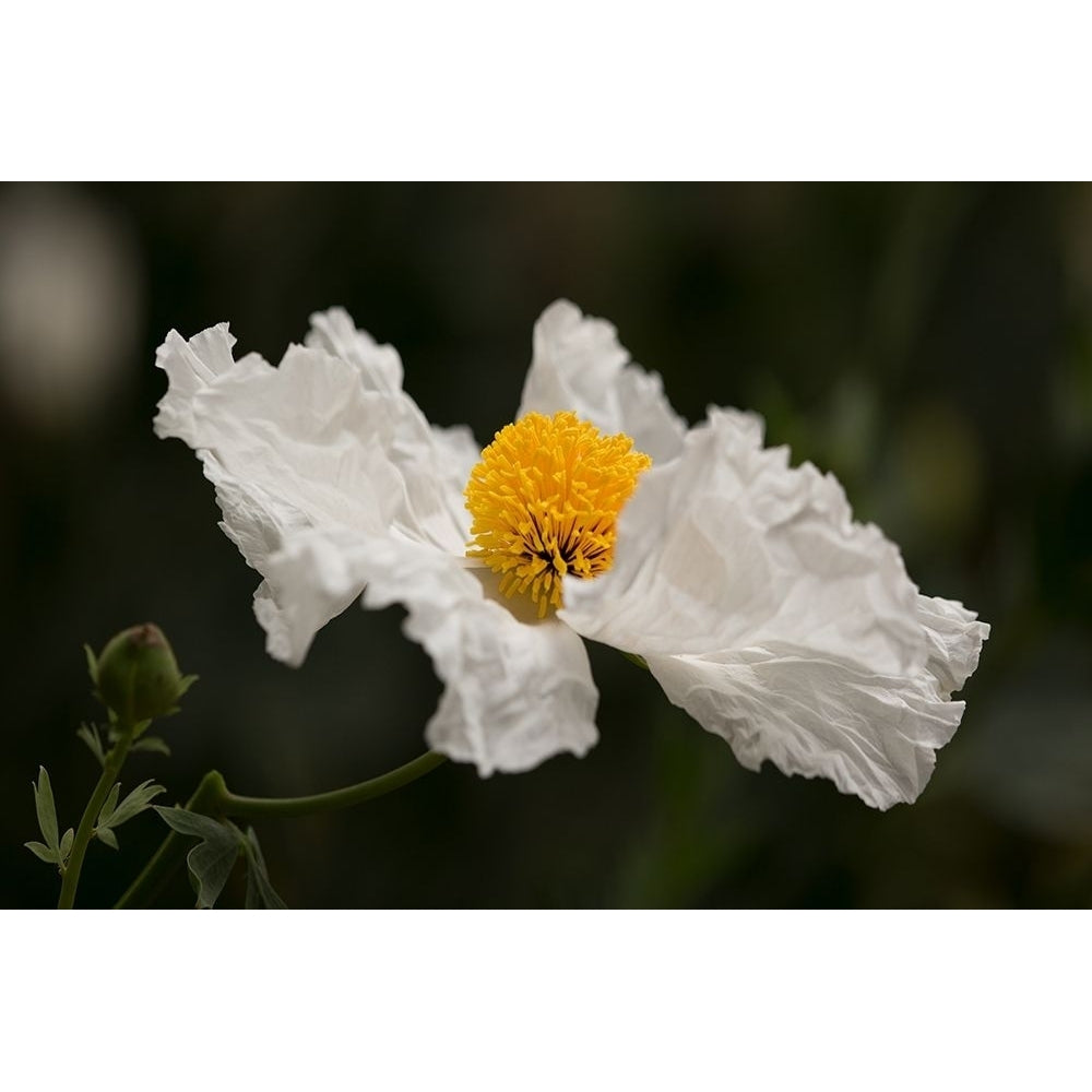 Matilija Poppy III Poster Print by Rita Crane PSCRN372 Image 1