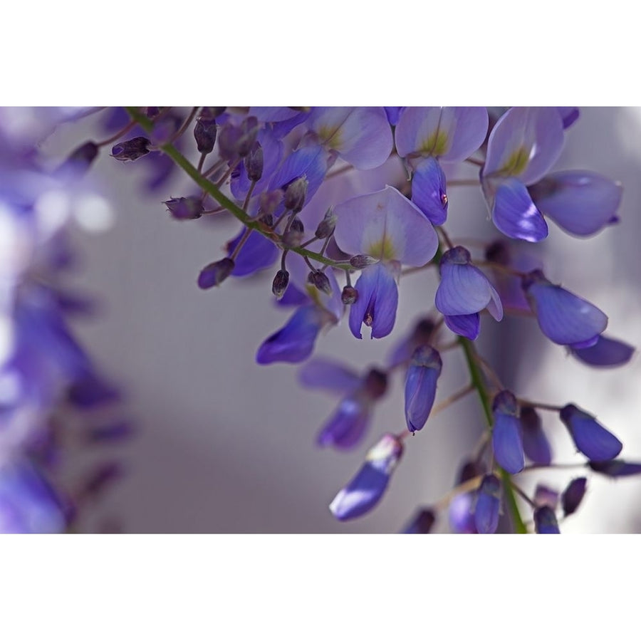 Delicate Wisteria I Poster Print by Rita Crane PSCRN392 Image 1