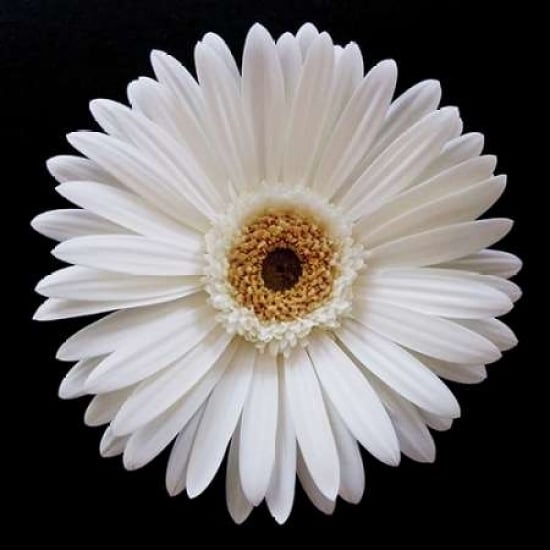 White Gerber Daisy Poster Print by Jim Christensen Image 2