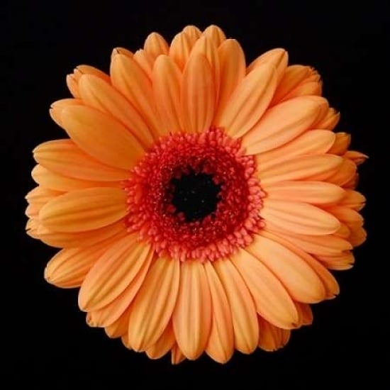 Orange Gerber Daisy Poster Print by Jim Christensen Image 2