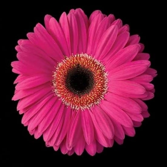 Pink Gerbera Daisy Poster Print by Jim Christensen Image 1