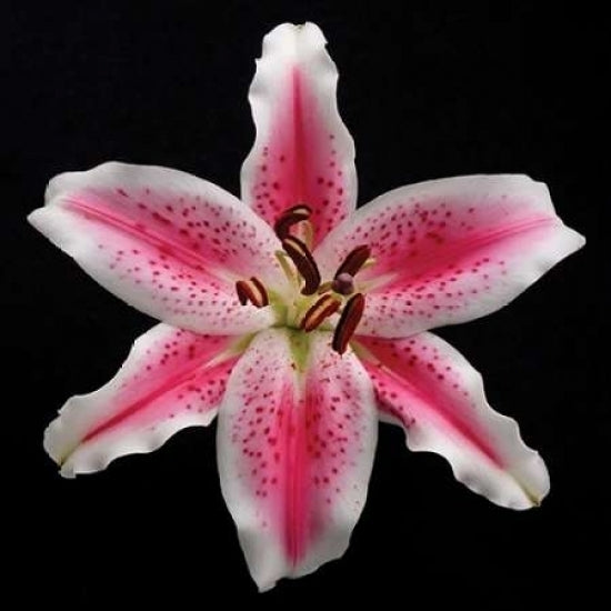 Pink Lily Poster Print by Jim Christensen Image 2