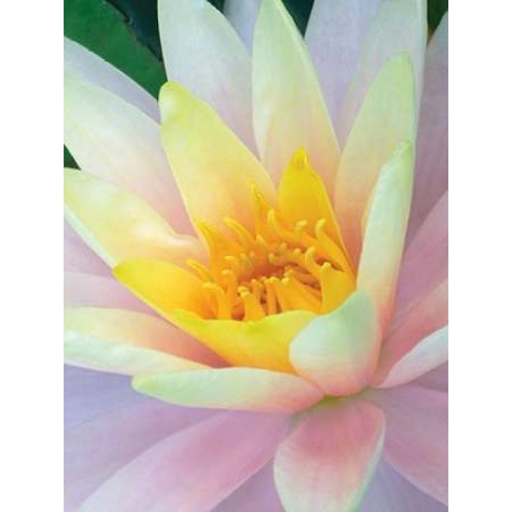 Water Lily Poster Print by Jim Christensen Image 1