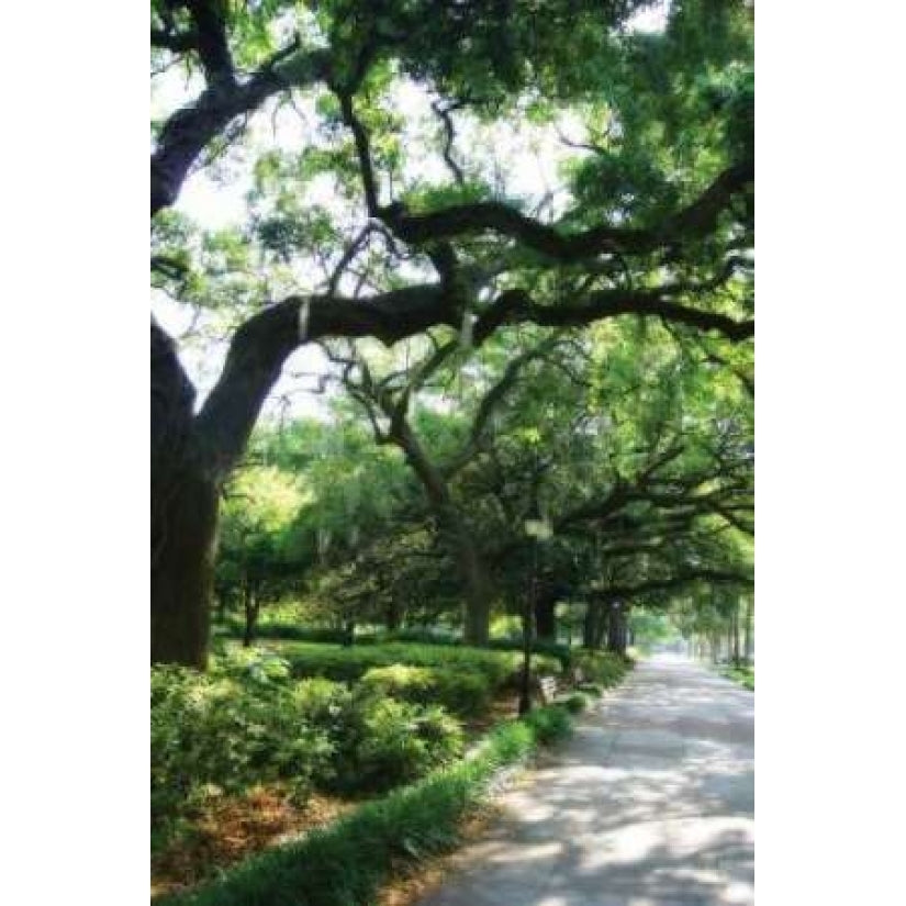 Savannah Sidewalk II Poster Print by Alan Hausenflock Image 1