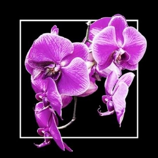 Orchids on Black V Poster Print by Alan Hausenflock Image 2