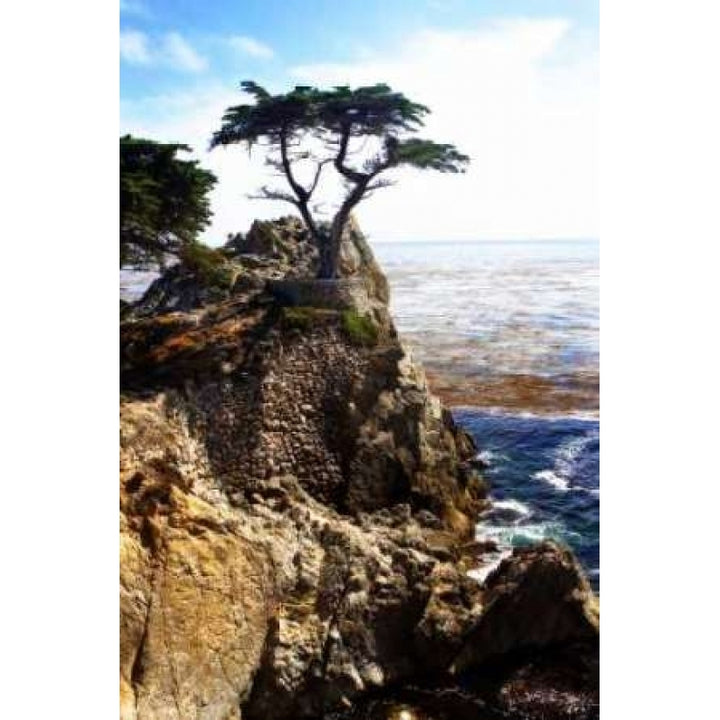 Lone Cypress I Poster Print by Alan Hausenflock Image 1