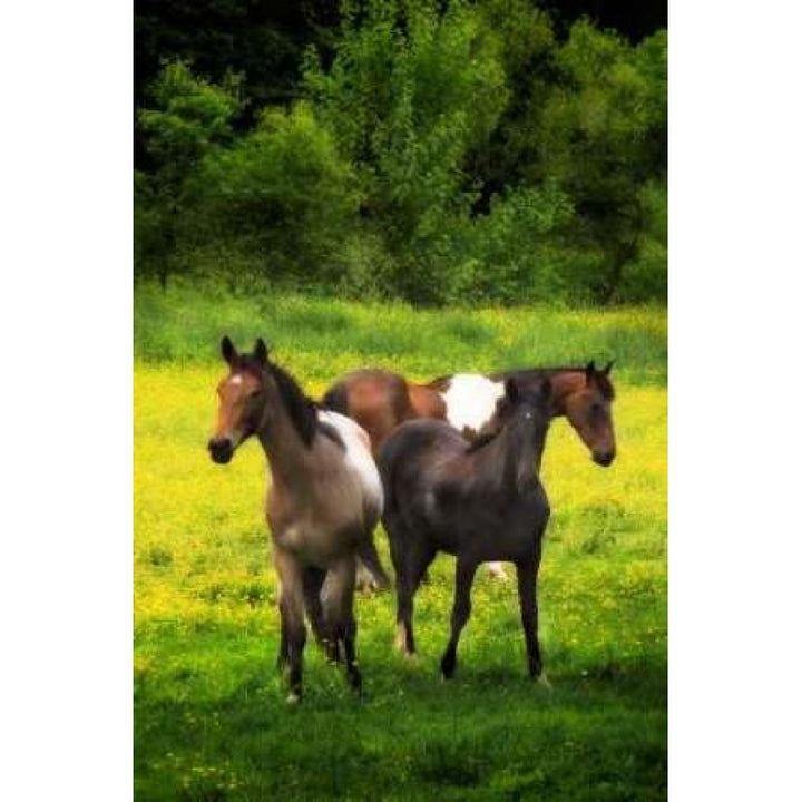 The Horses Three I Poster Print by Alan Hausenflock Image 2