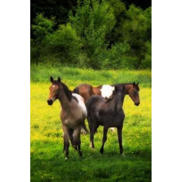 The Horses Three I Poster Print by Alan Hausenflock Image 1