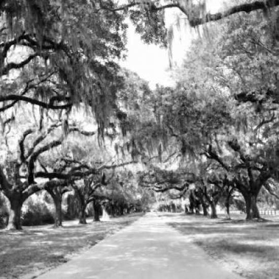 Charleston Oaks Sq. X Poster Print by Alan Hausenflock Image 2