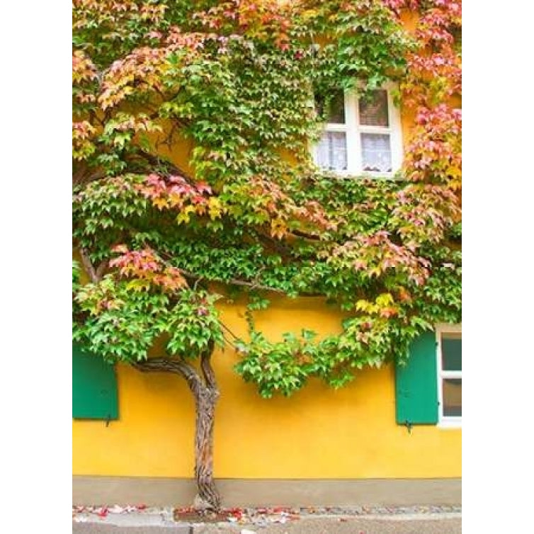 Augsburg Tree and Windows Poster Print by George Johnson Image 1