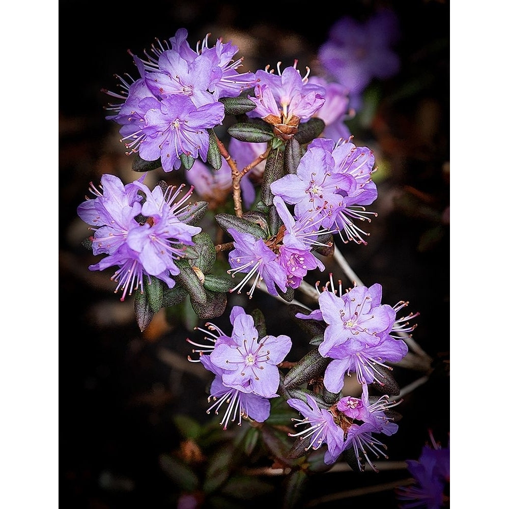 Small Purple Rhododendron Poster Print by George Johnson Image 1