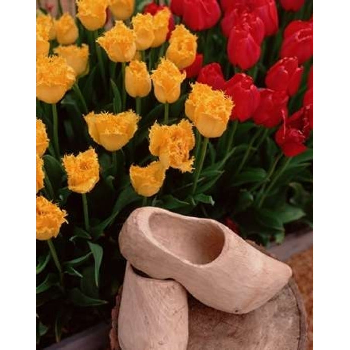 Wooden Shoe Tulips Poster Print by Ike Leahy Image 1