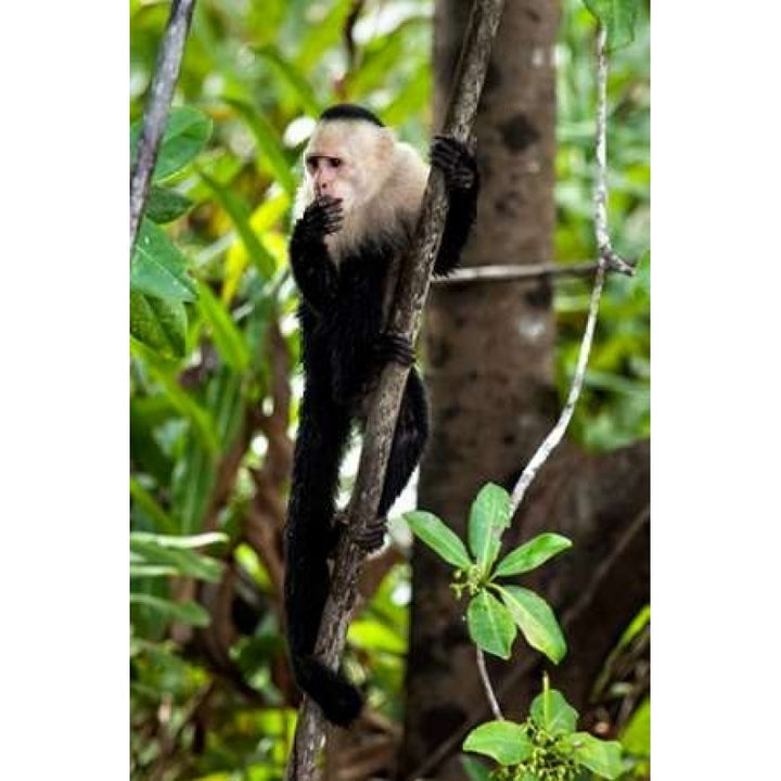 Capuchin Monkey II Poster Print by Larry Malvin Image 2