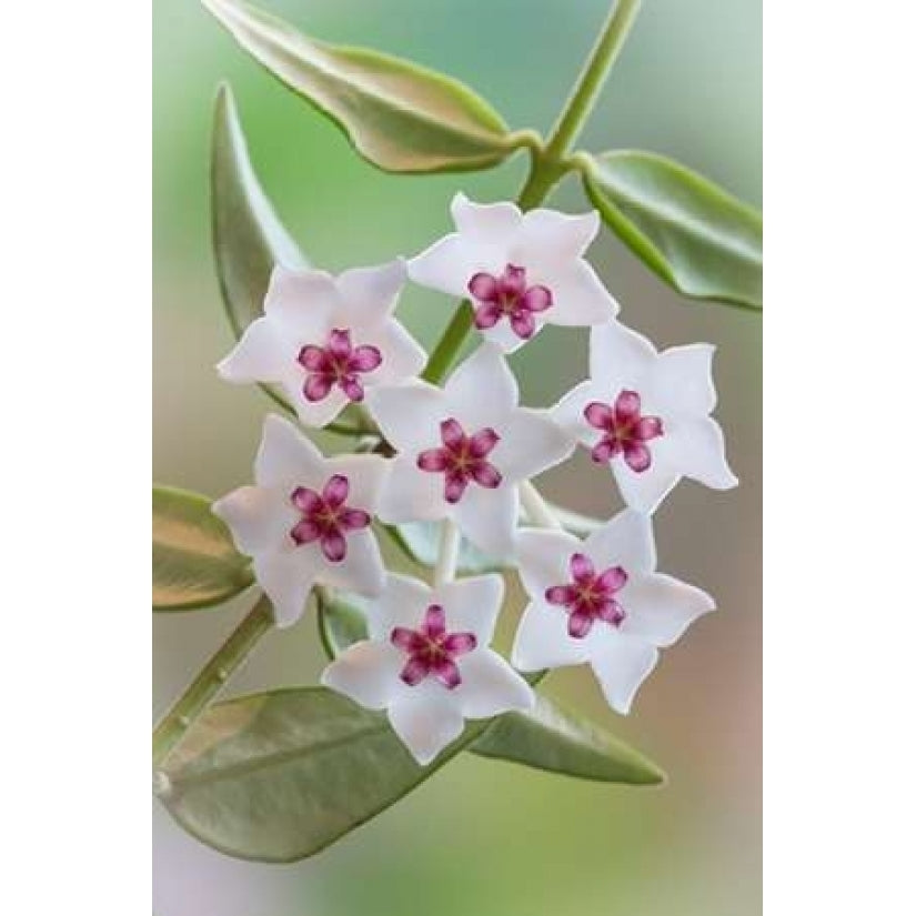 Hoya Bella Blooms I Poster Print by Kathy Mahan Image 2