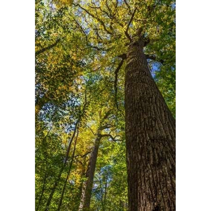 Tulip-Poplar Tree I Poster Print by Kathy Mahan Image 1