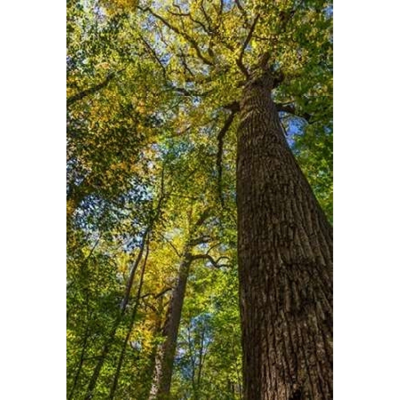 Tulip-Poplar Tree I Poster Print by Kathy Mahan Image 2