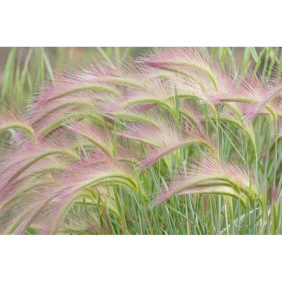 Foxtail Barley I Poster Print by Kathy Mahan Image 1