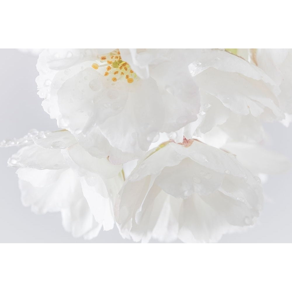 White Cherry Blossoms II Poster Print by Kathy Mahan Image 1