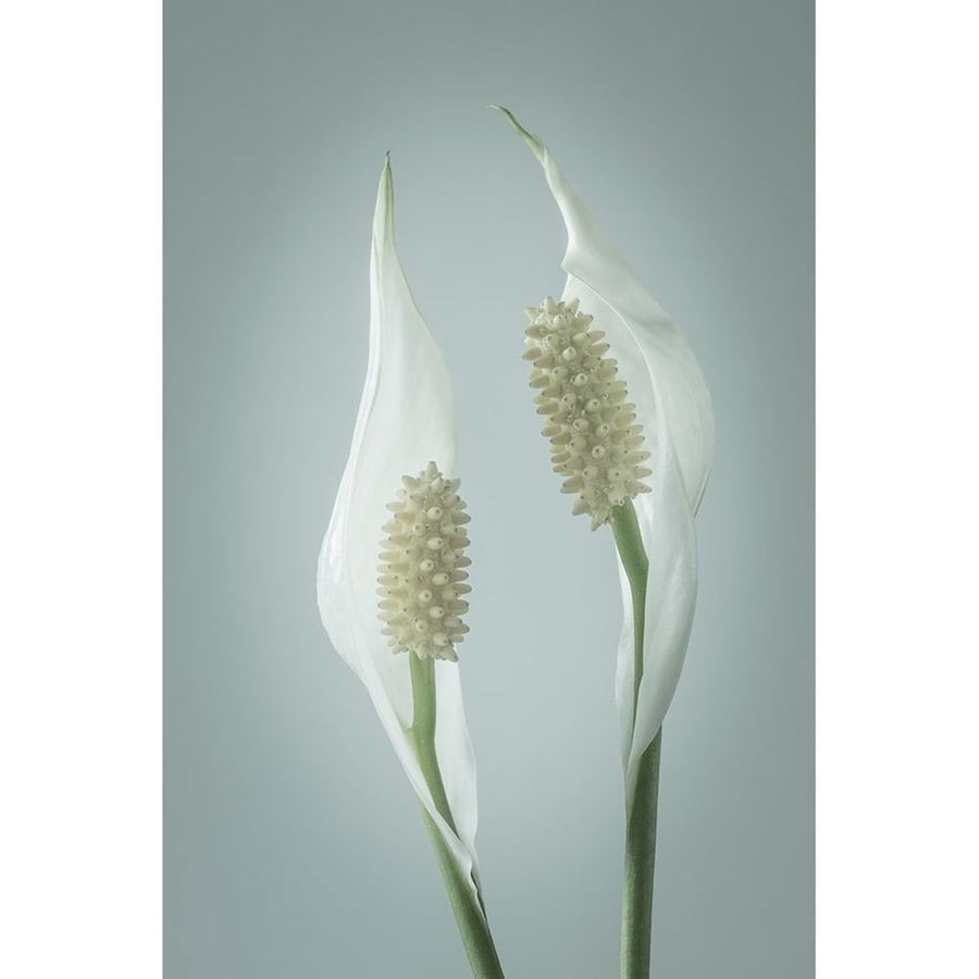 Peace Lily II Poster Print by Kathy Mahan Image 1