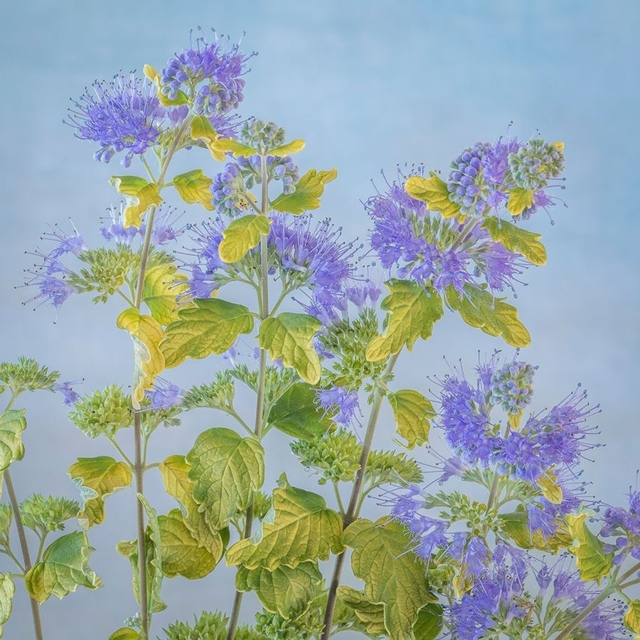 Caryopteris II Poster Print by Kathy Mahan Image 1