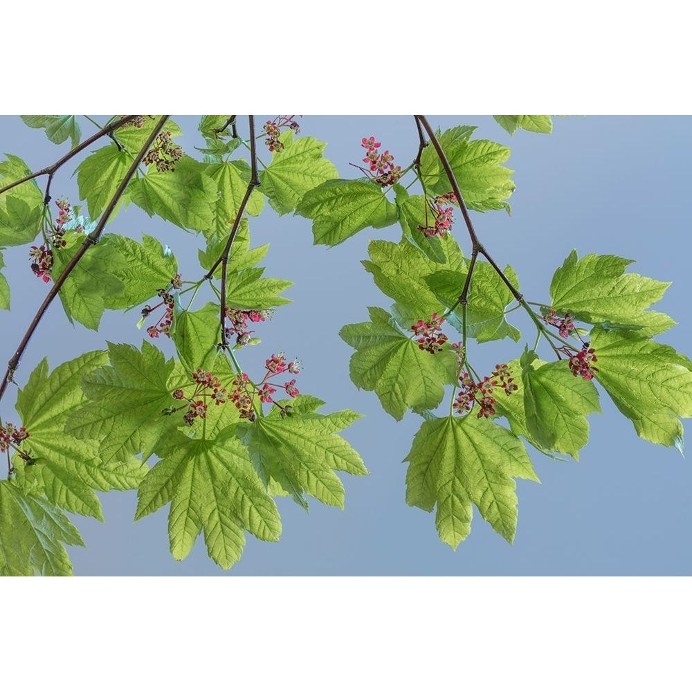 Vine Maple II Poster Print by Kathy Mahan Image 1