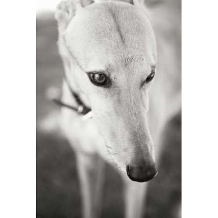 Greyhound Poster Print by Karyn Millet Image 1