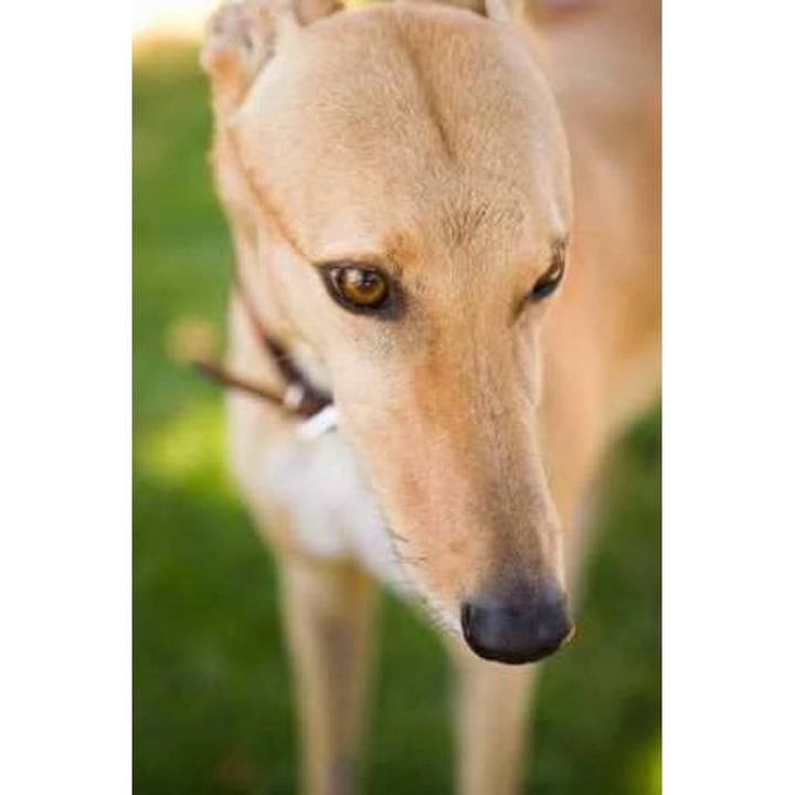 Greyhound Poster Print by Karyn Millet Image 2