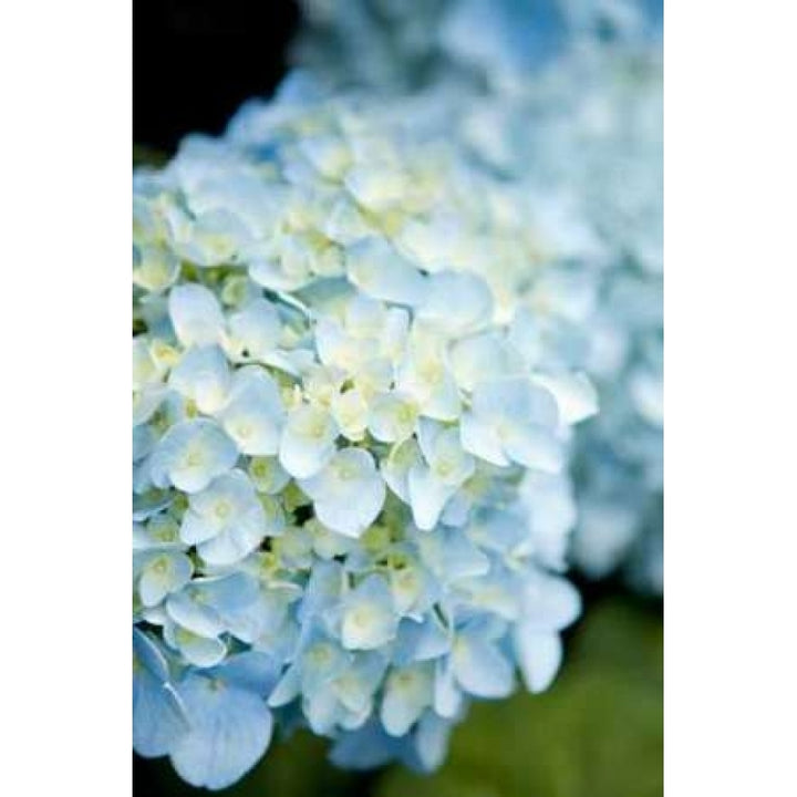 Hydrangeas IV Poster Print by Karyn Millet Image 1