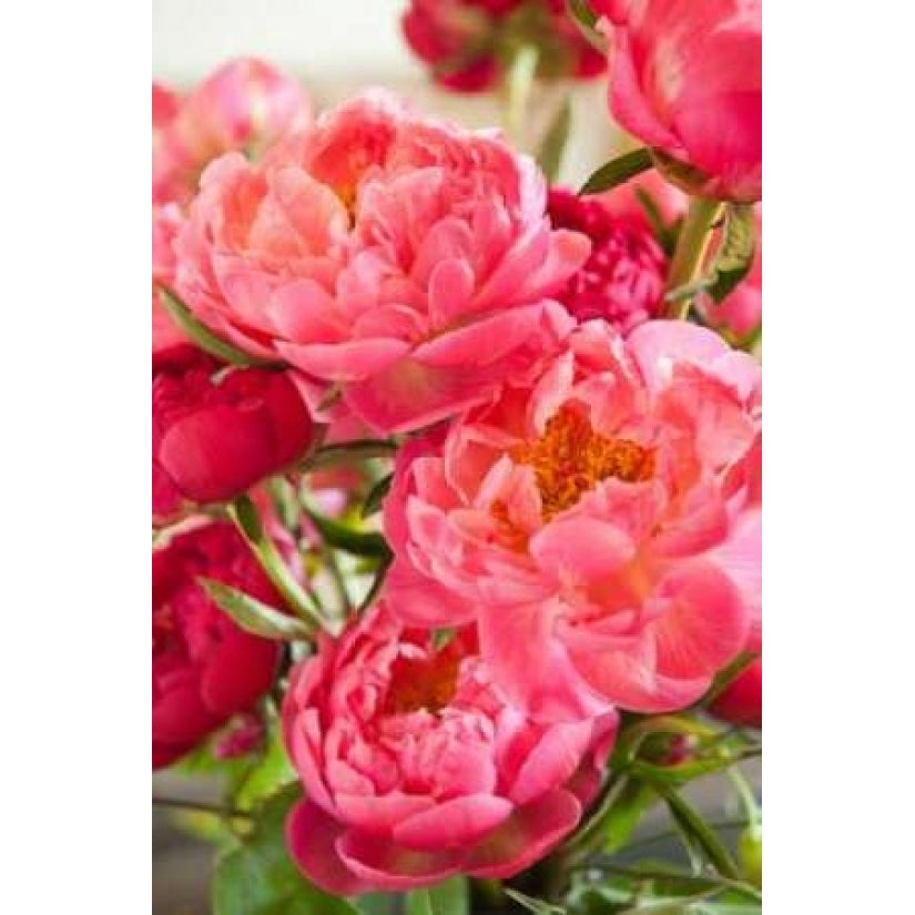 Peonies II Poster Print by Karyn Millet Image 2