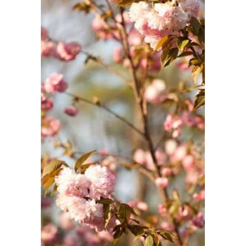 Spring Blossoms V Poster Print by Karyn Millet Image 1