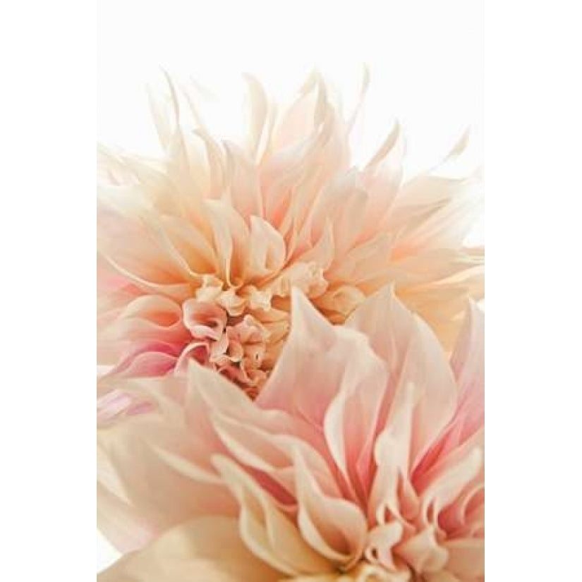 Pink Dahlia II Poster Print by Karyn Millet Image 1