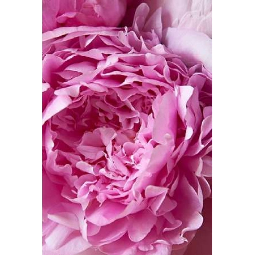 Peony Poster Print by Karyn Millet Image 2