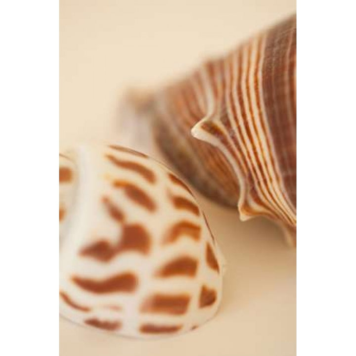 Sea Shells II Poster Print by Karyn Millet Image 1