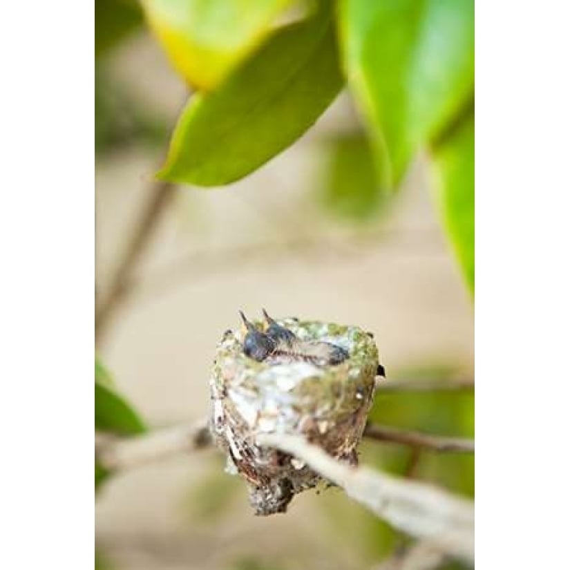 Hummingbird Nest Poster Print by Karyn Millet Image 2