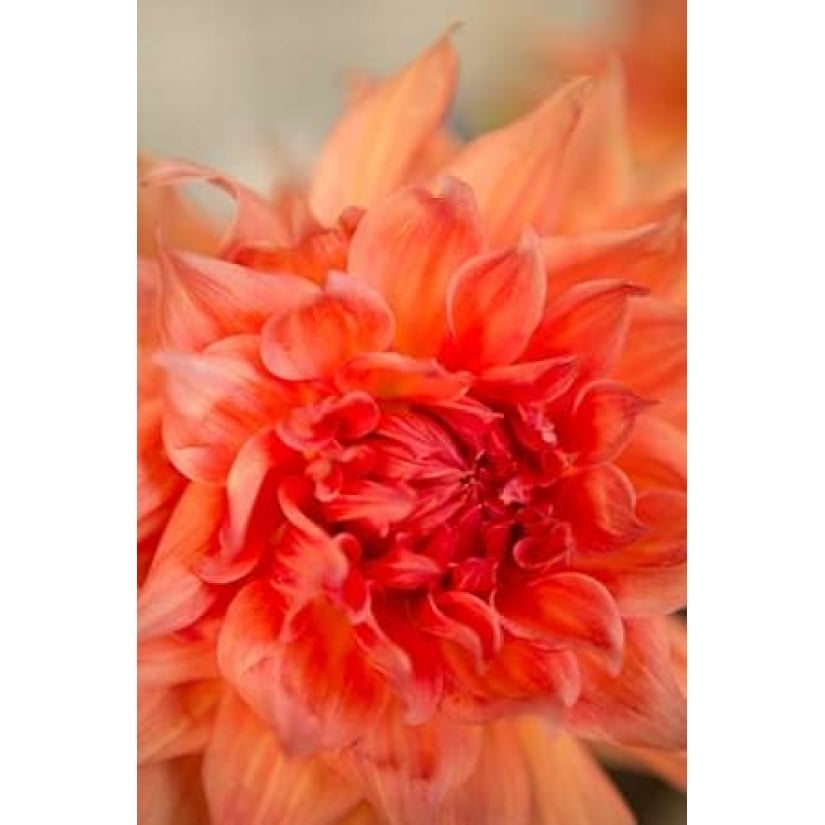 Coral Dahlia Poster Print by Karyn Millet Image 1