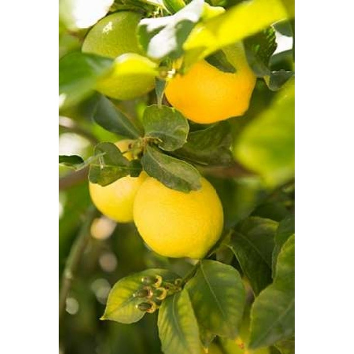 Lemon Grove II Poster Print by Karyn Millet Image 1